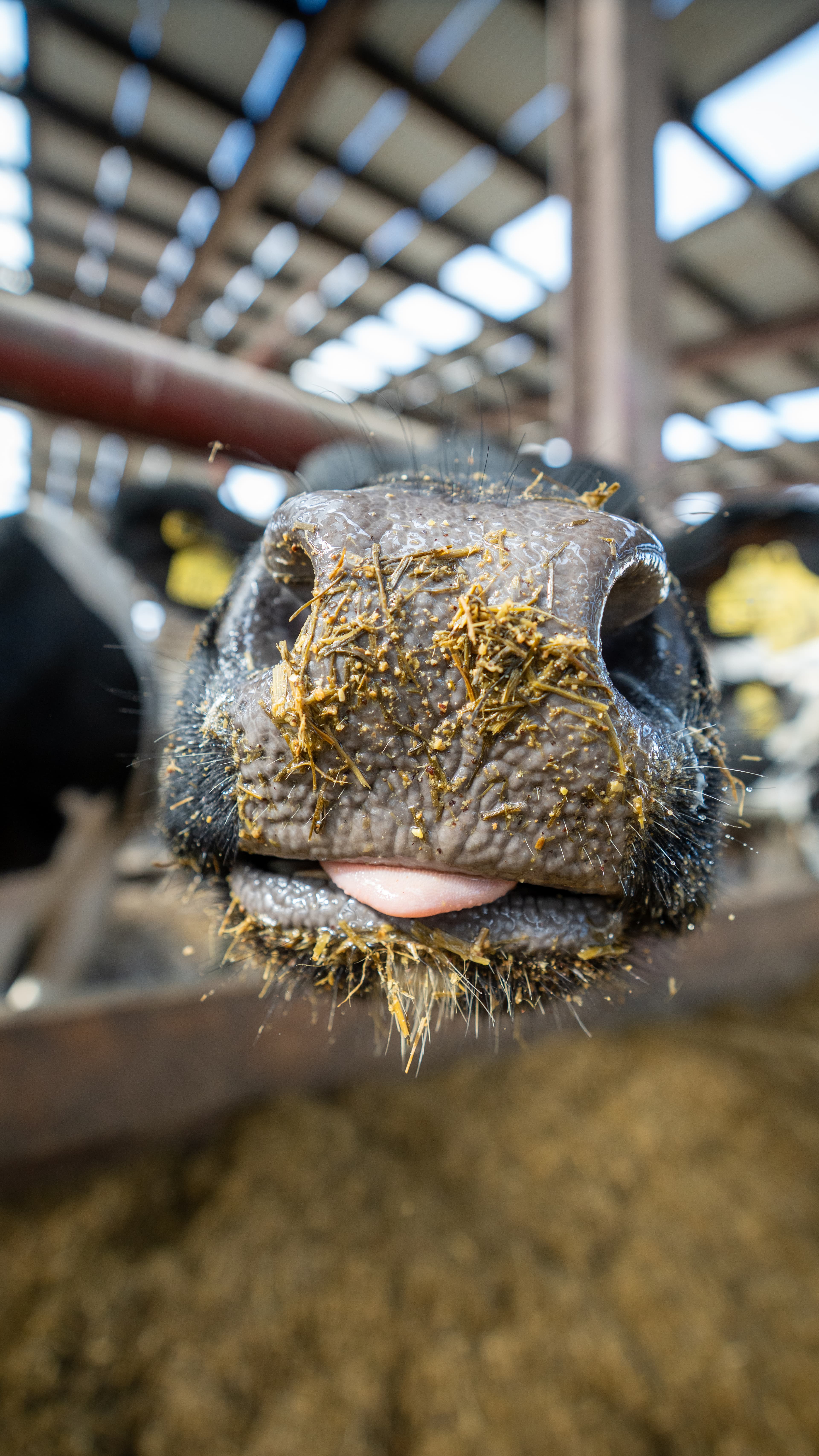 Trust in British Food and Public Health: A Fragile State