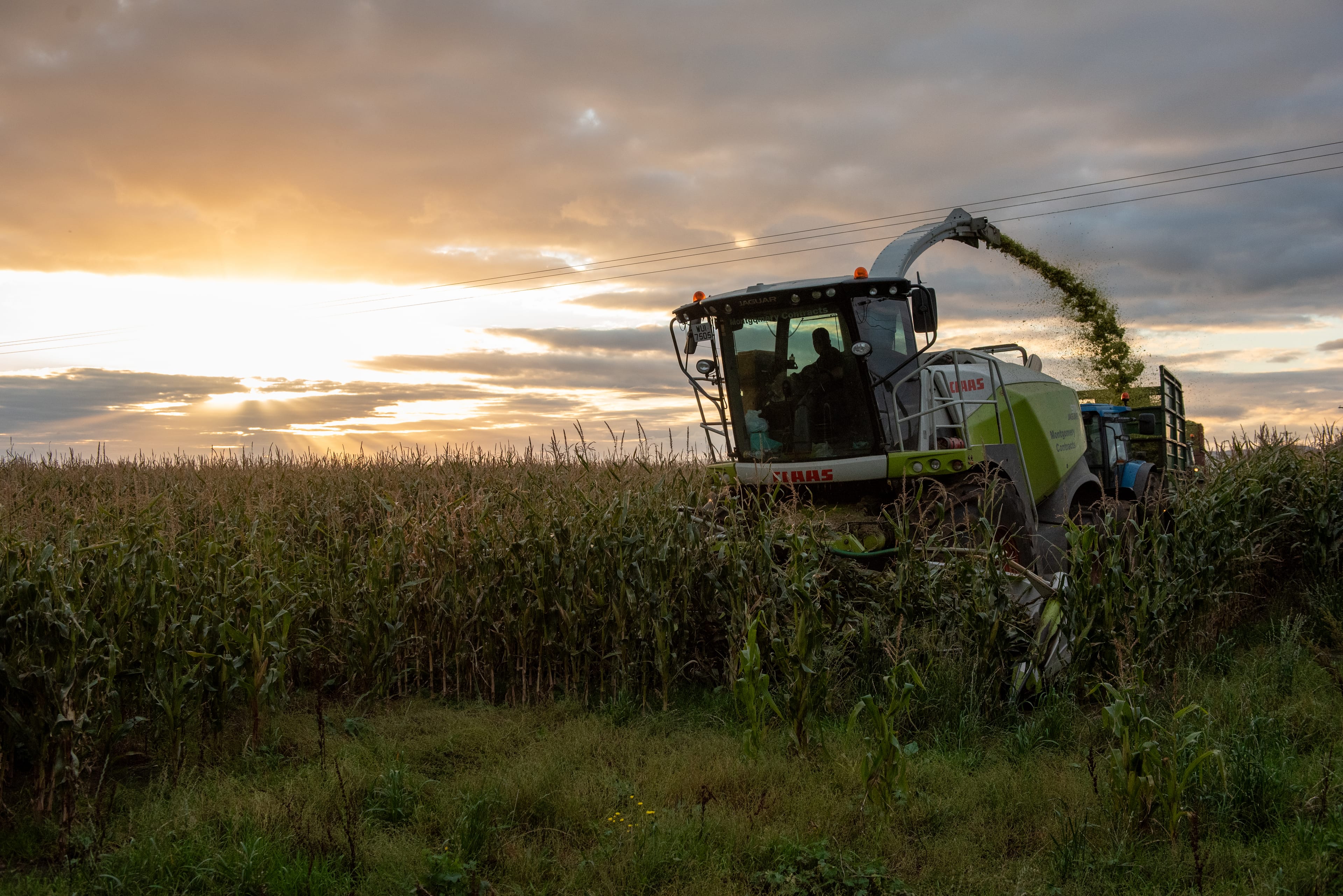 Harvesting maize silage at sunset